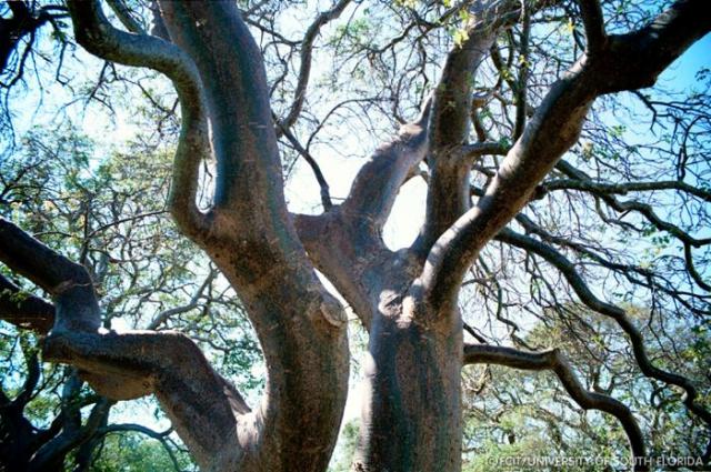 Gumbo Limbo